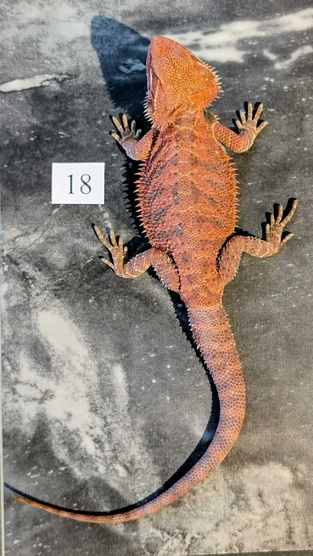 Dragons barbus nés chez Désertéric - Photo 8