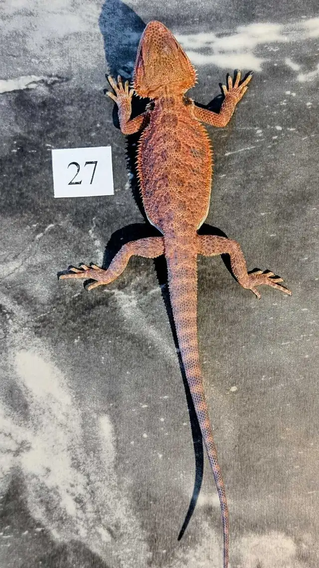 Dragons barbus nés chez Désertéric - Photo 9