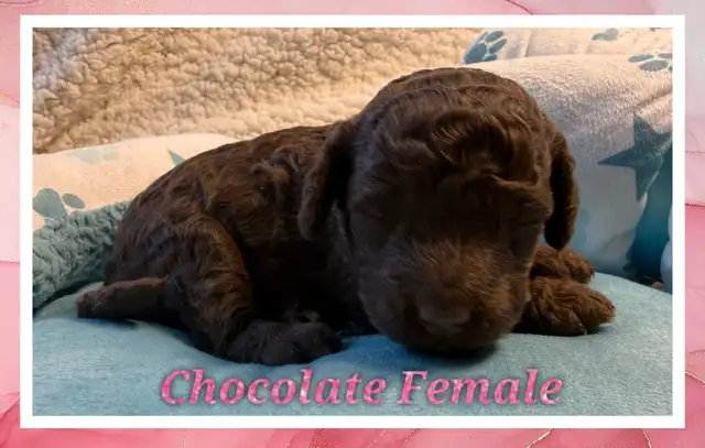 mini Cockapoo F1BB puppies