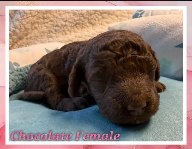mini Cockapoo F1BB puppies - Photo 2