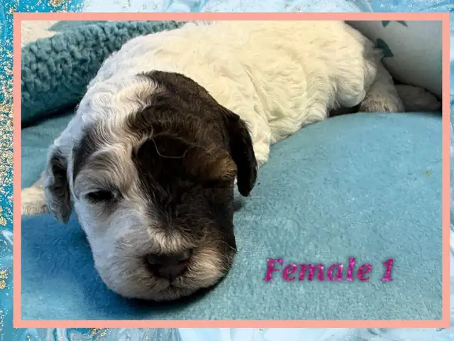 mini Cockapoo F1BB puppies - Photo 3