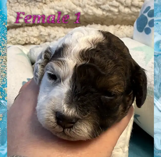 mini Cockapoo F1BB puppies - Photo 4