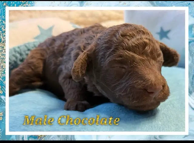 mini Cockapoo F1BB puppies - Photo 5