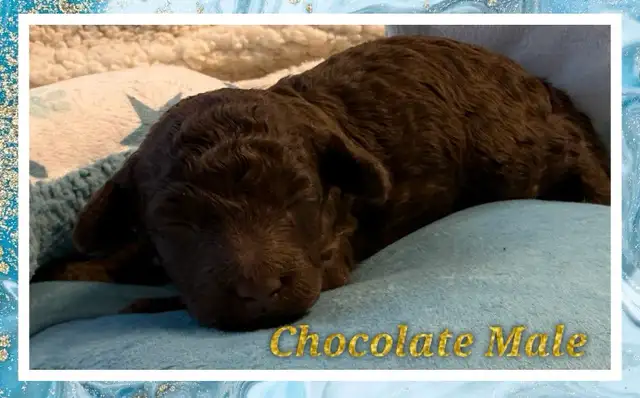 mini Cockapoo F1BB puppies - Photo 6