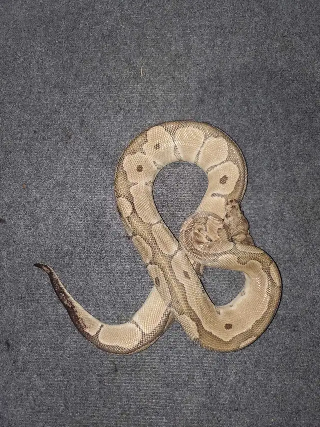 2 Ball Pythons for Adoption