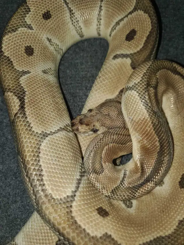 2 Ball Pythons for Adoption - Photo 5