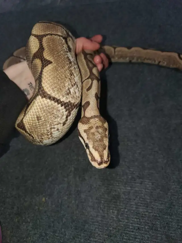 2 Ball Pythons for Adoption - Photo 8