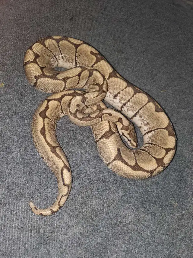 2 Ball Pythons for Adoption - Photo 9