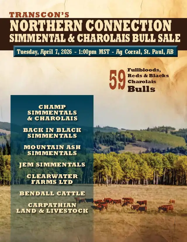 Transcon's Northern Connection Simmental & Charolais Bull Sale