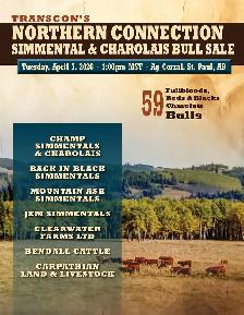Transcon's Northern Connection Simmental & Charolais Bull Sale