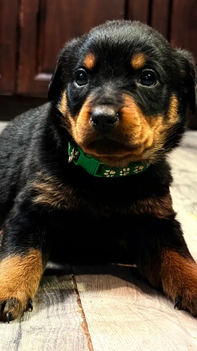 Rottweilers 2 boys 1 girl