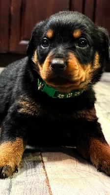 Rottweilers 2 boys 1 girl