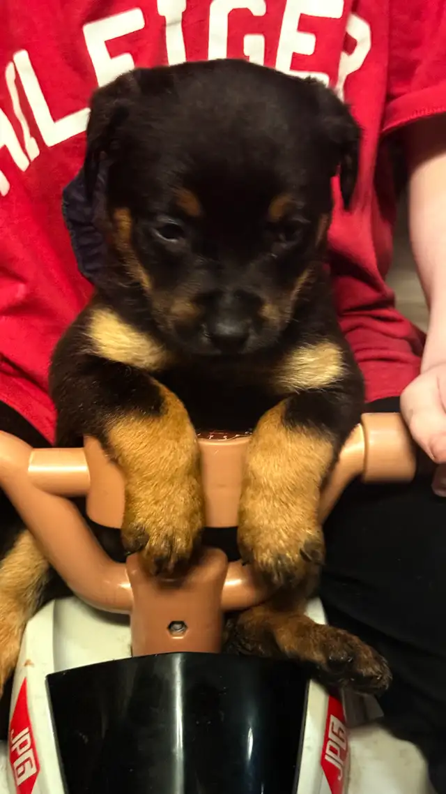 Rottweilers 2 boys 1 girl - Photo 2