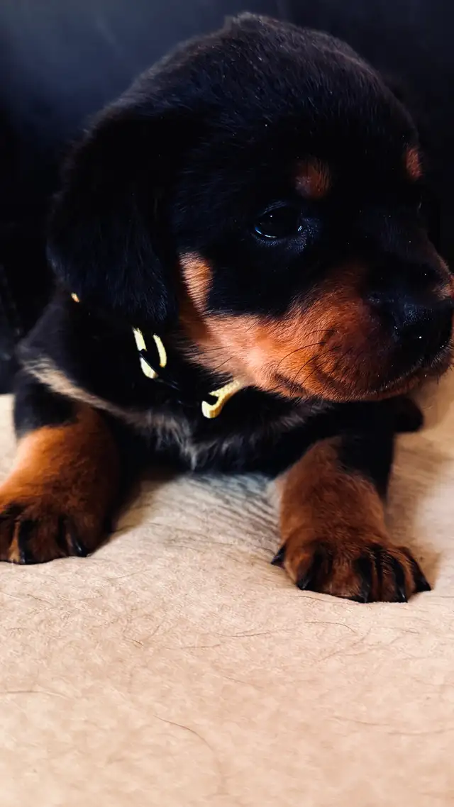 Rottweilers 2 boys 1 girl - Photo 3