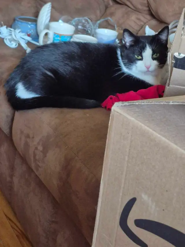 Belle minoue - Photo 2