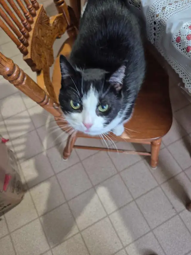 Belle minoue - Photo 3