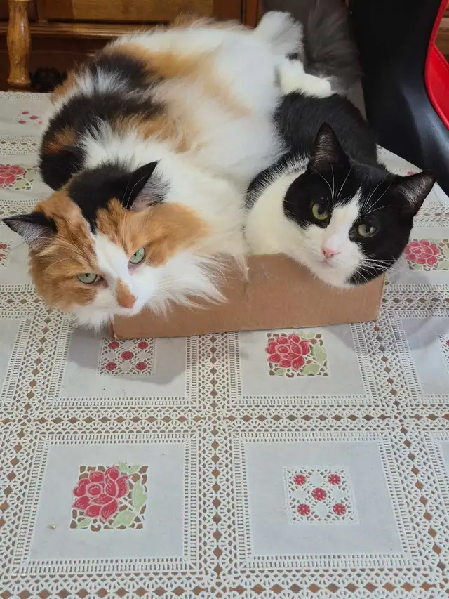 Belle minoue - Photo 4