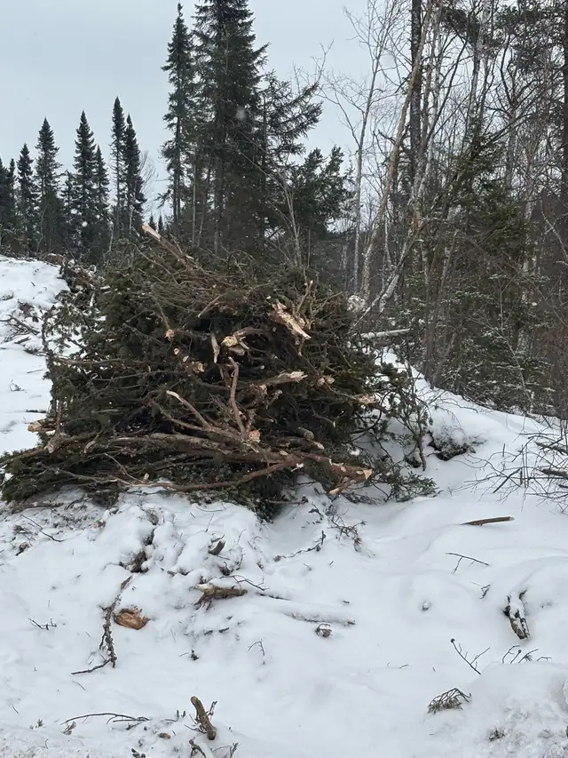pine cone pickers needed, CASH PAID DAILY