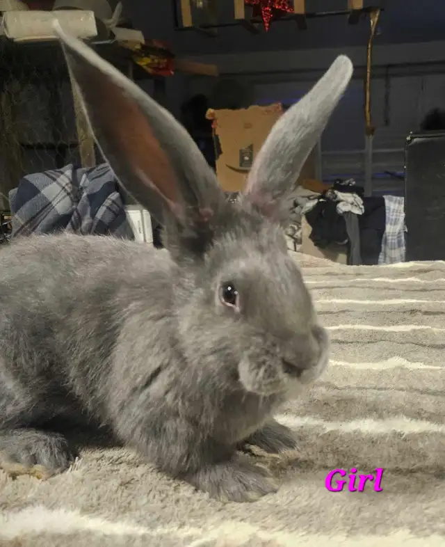 Purebred Blue/Black Flemish Giants