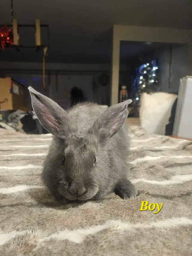 Purebred Blue/Black Flemish Giants - Photo 2