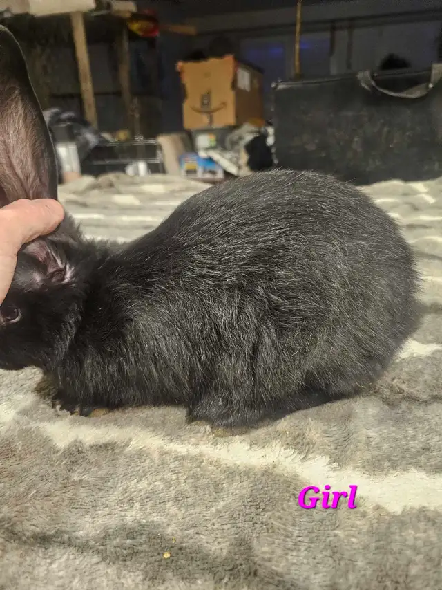 Purebred Blue/Black Flemish Giants - Photo 3