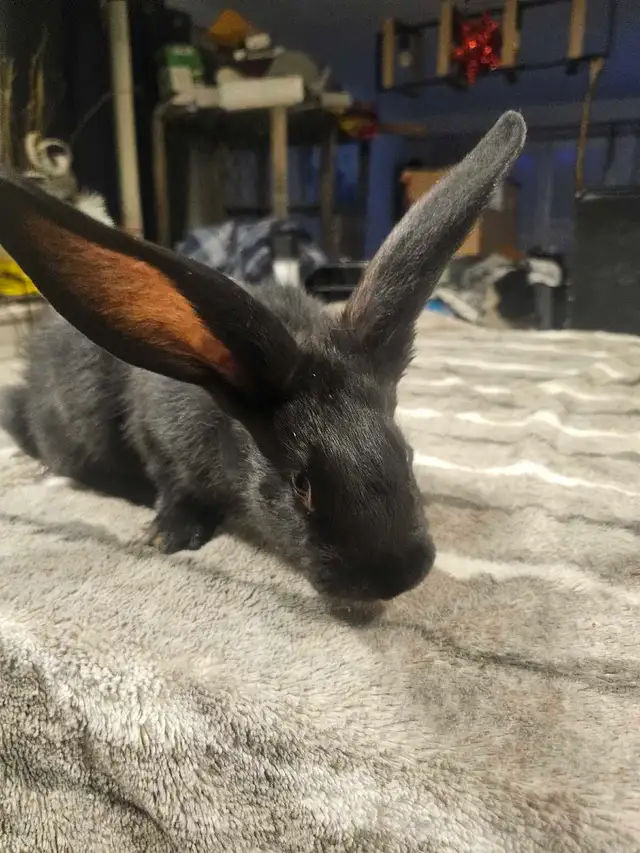 Purebred Blue/Black Flemish Giants - Photo 4