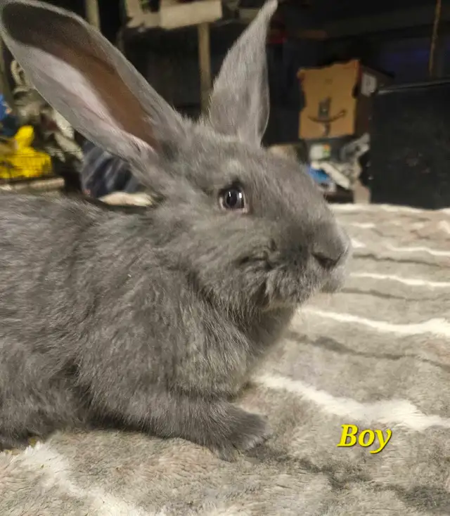 Purebred Blue/Black Flemish Giants - Photo 5