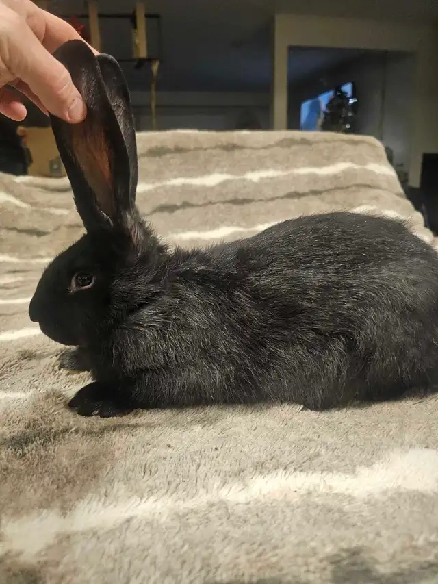 Purebred Blue/Black Flemish Giants - Photo 7