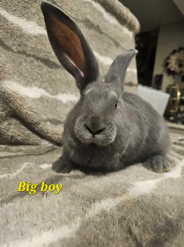Purebred Blue/Black Flemish Giants - Photo 8