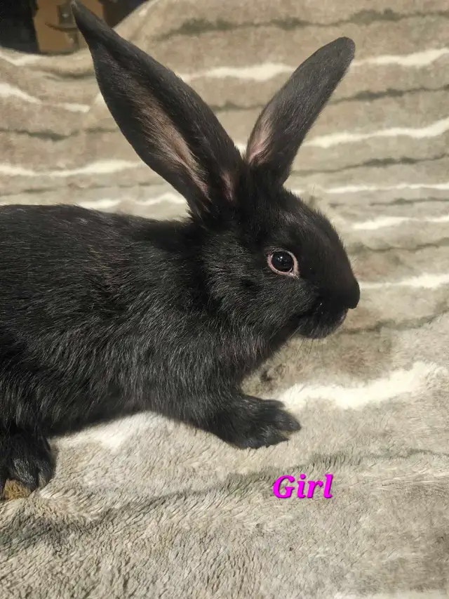 Purebred Blue/Black Flemish Giants - Photo 9