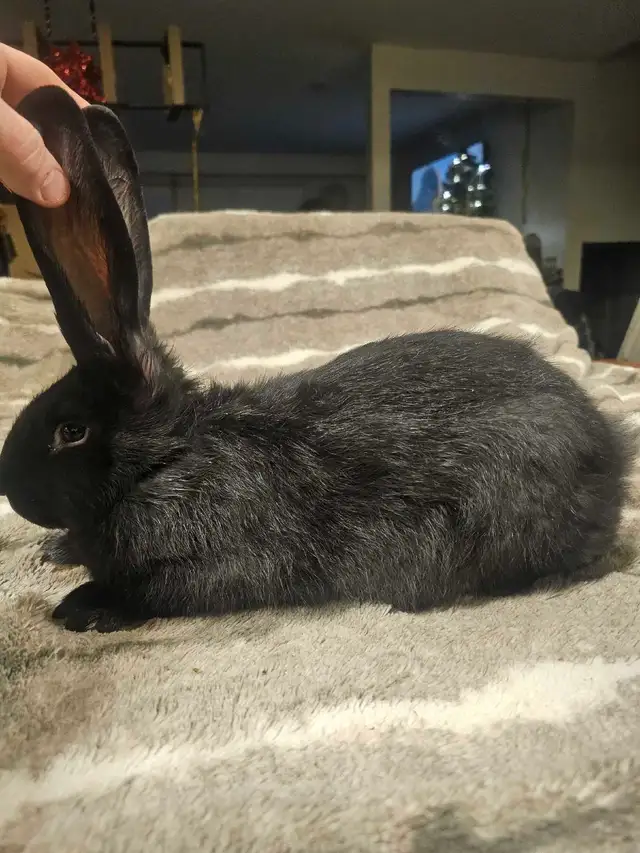 Purebred Blue/Black Flemish Giants - Photo 10