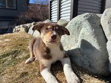 pure bred : Red and tri border collie puppies