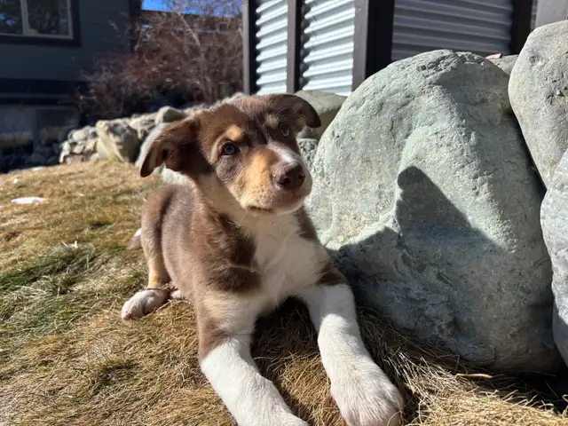 pure bred : Red and tri border collie puppies - Photo 2