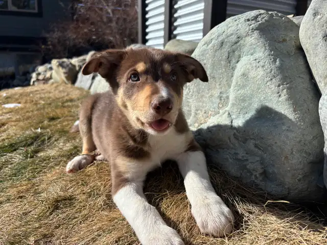 pure bred : Red and tri border collie puppies - Photo 3