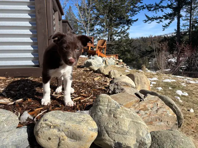 pure bred : Red and tri border collie puppies - Photo 4