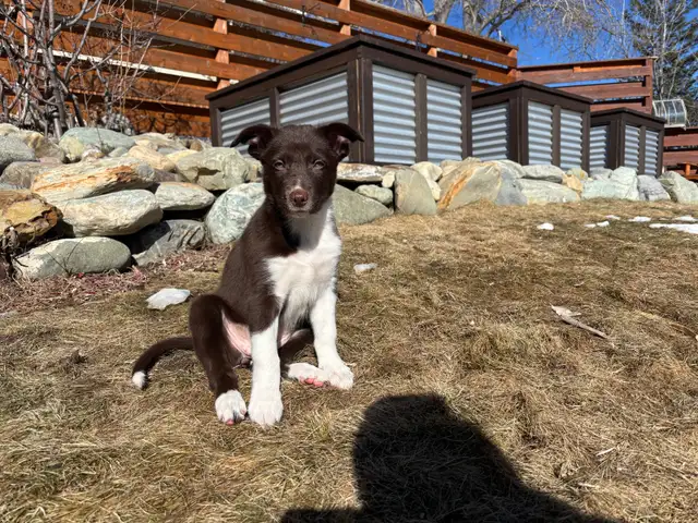pure bred : Red and tri border collie puppies - Photo 5
