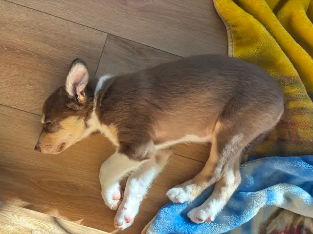 pure bred : Red and tri border collie puppies - Photo 7