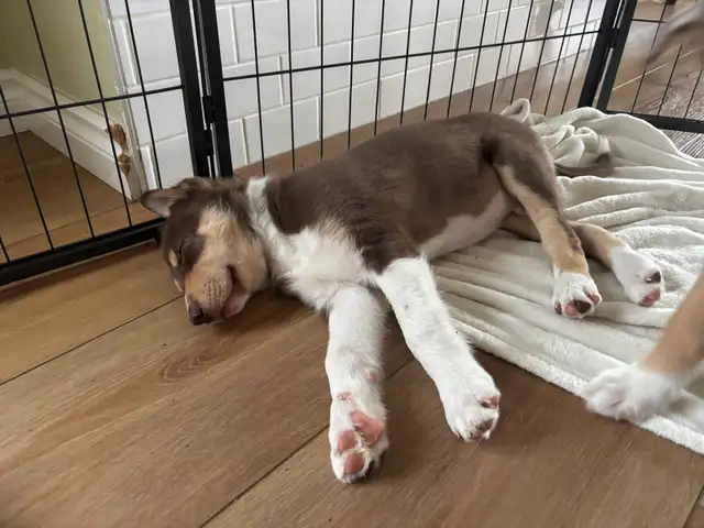 pure bred : Red and tri border collie puppies - Photo 8
