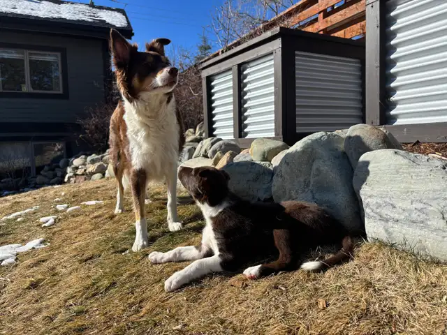 pure bred : Red and tri border collie puppies - Photo 9