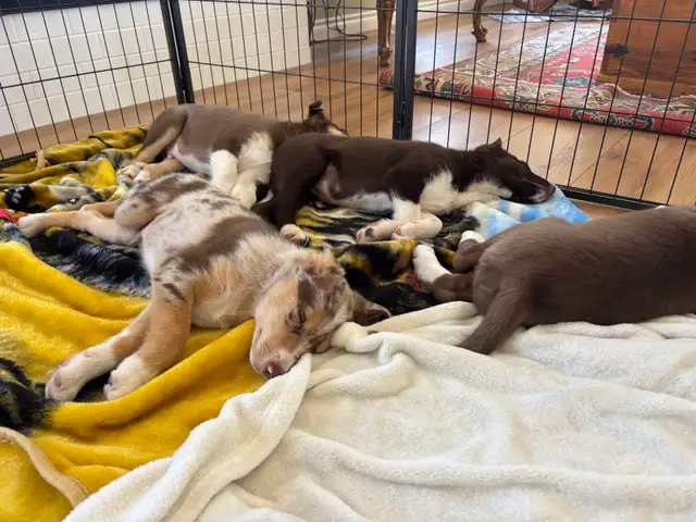 pure bred : Red and tri border collie puppies - Photo 10