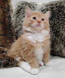 Chaton Sibérien hypoallergene