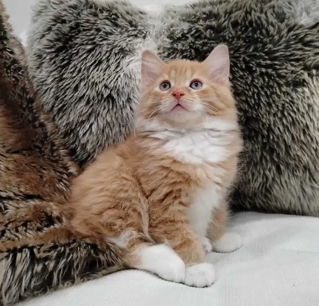 Chaton Sibérien hypoallergene - Photo 2