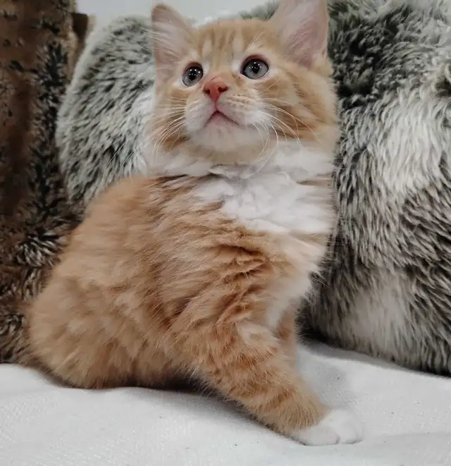 Chaton Sibérien hypoallergene - Photo 3