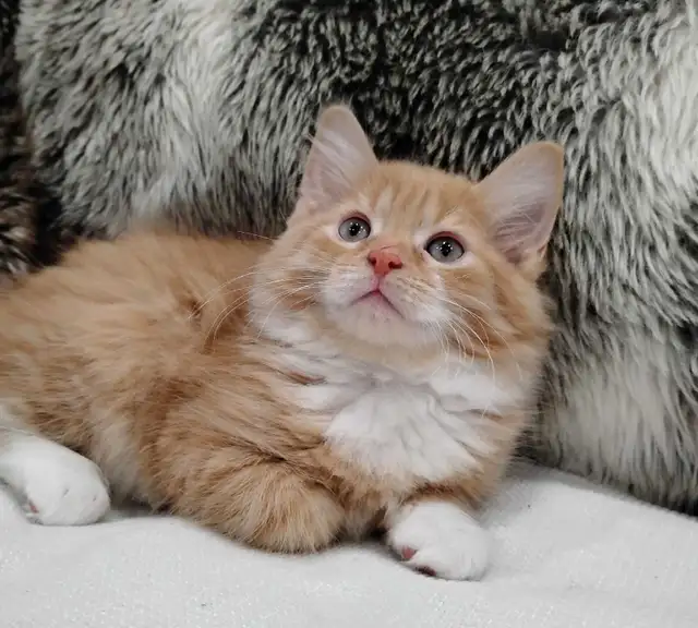 Chaton Sibérien hypoallergene - Photo 6