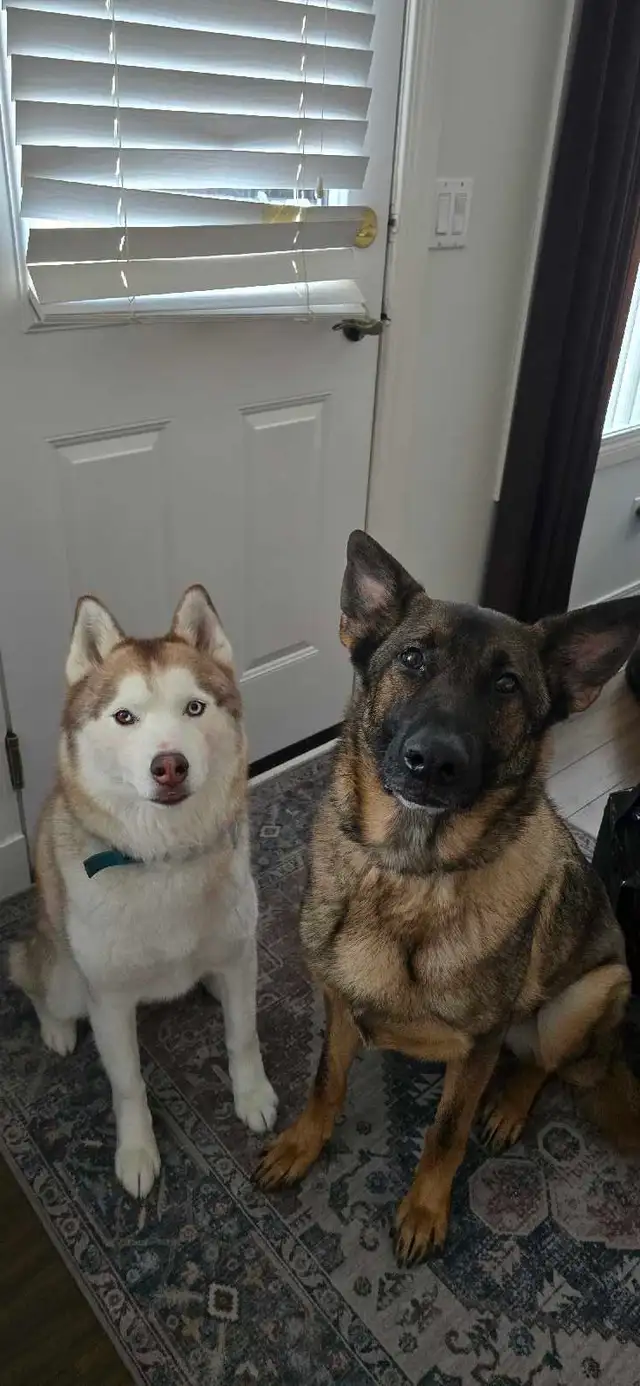 Dog Boarding and Puppy care