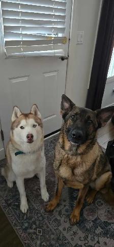 Dog Boarding and Puppy care