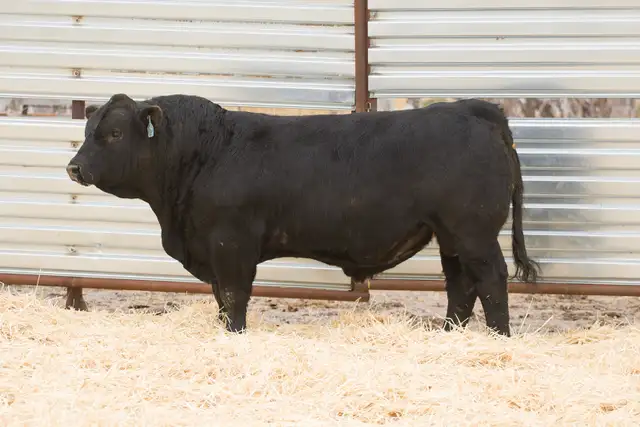 Two Year Old and Yearling Gelbvieh Bulls