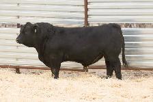 Two Year Old and Yearling Gelbvieh Bulls