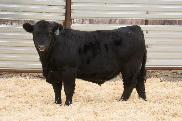 Two Year Old and Yearling Gelbvieh Bulls - Photo 2