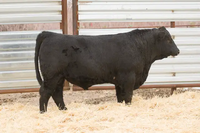 Two Year Old and Yearling Gelbvieh Bulls - Photo 3